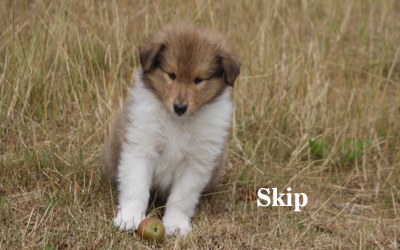Skip - 7. Woche